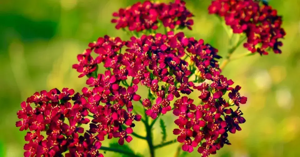 Řebříček 'Burgundy'