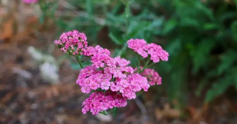 Řebříček 'Lilac Beauty'
