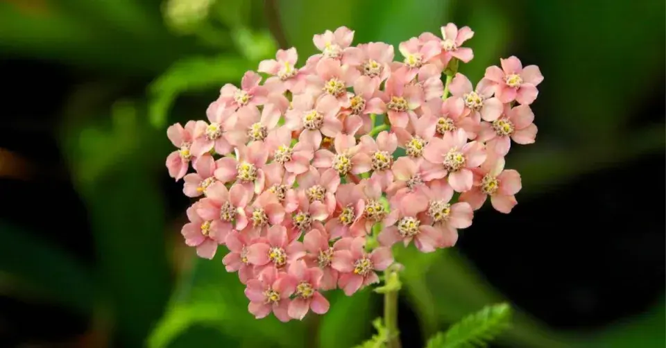 Řebříček 'Apple Blossom'