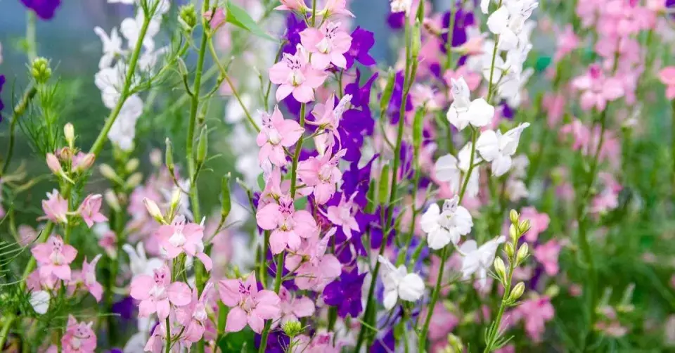 Ostrožka zahradní (Consolida ajacis)