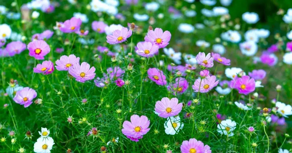 Krásenka zpeřená (Cosmos bipinnatus)