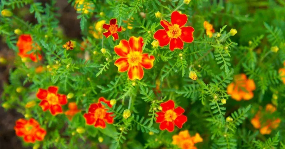 Aksamitník jemnolistý (Tagetes tenuifolia)