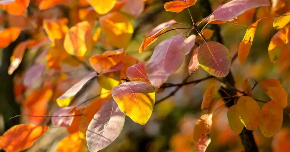 Ruj vlasatá na podzim