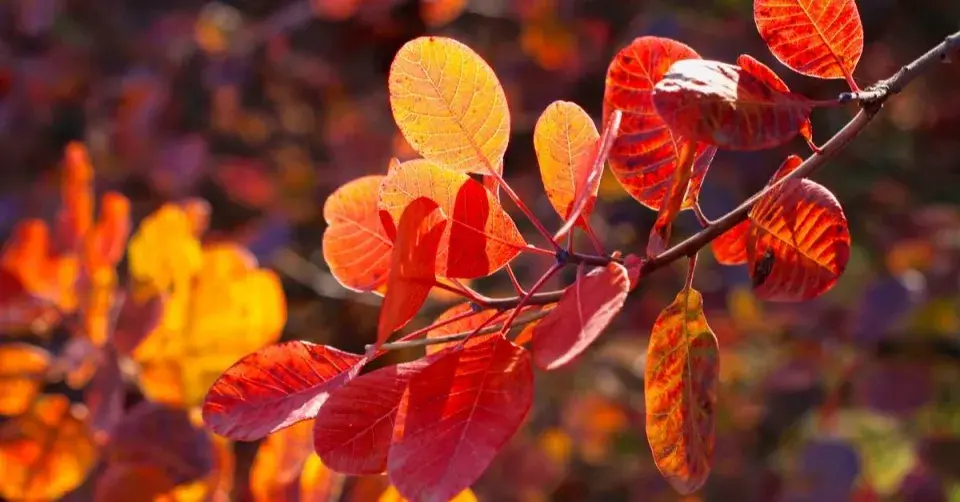 Podzimní zbarvení listů ruje