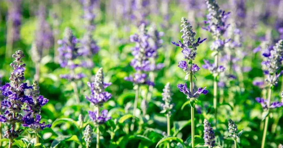 Šalvěj pomoučená (Salvia farinacea)