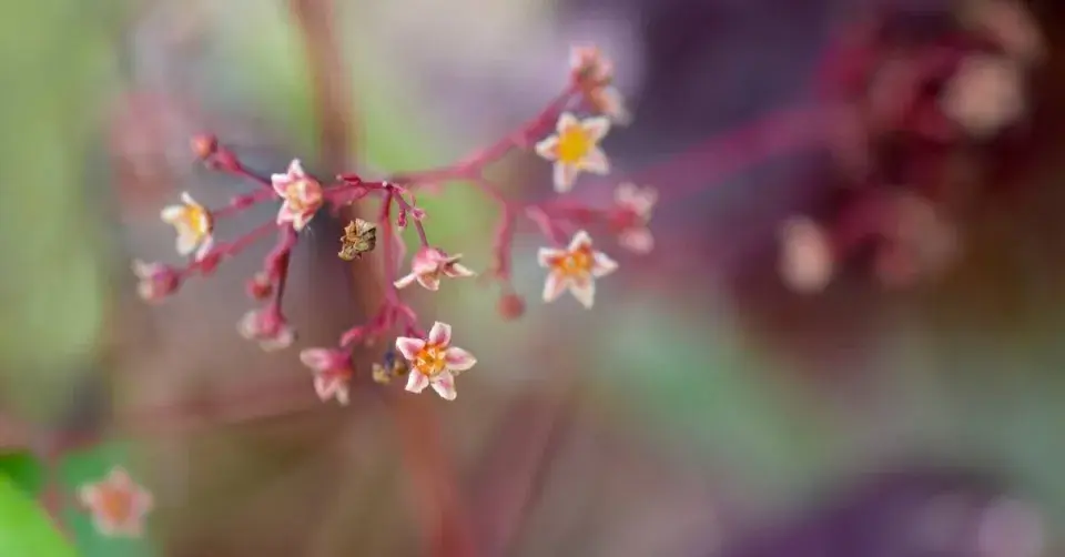 Květy ruje vlasaté