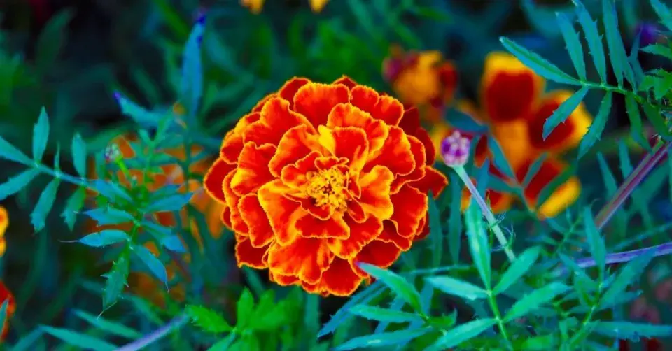 Aksamitník rozkladitý (Tagetes patula)