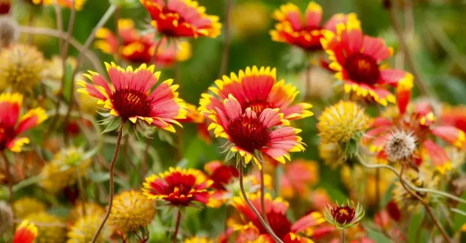 Kokarda sličná (Gaillardia pulchella)
