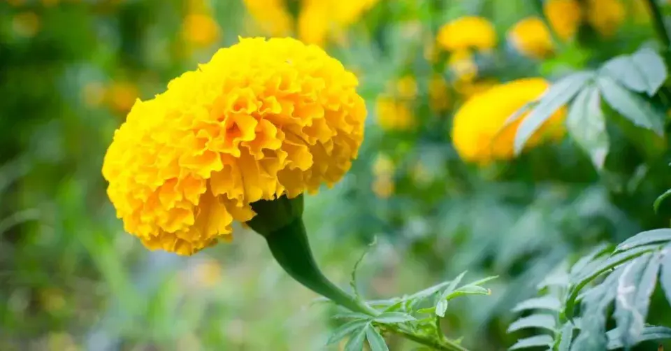 Aksamitník vzpřímený (Tagetes erecta)