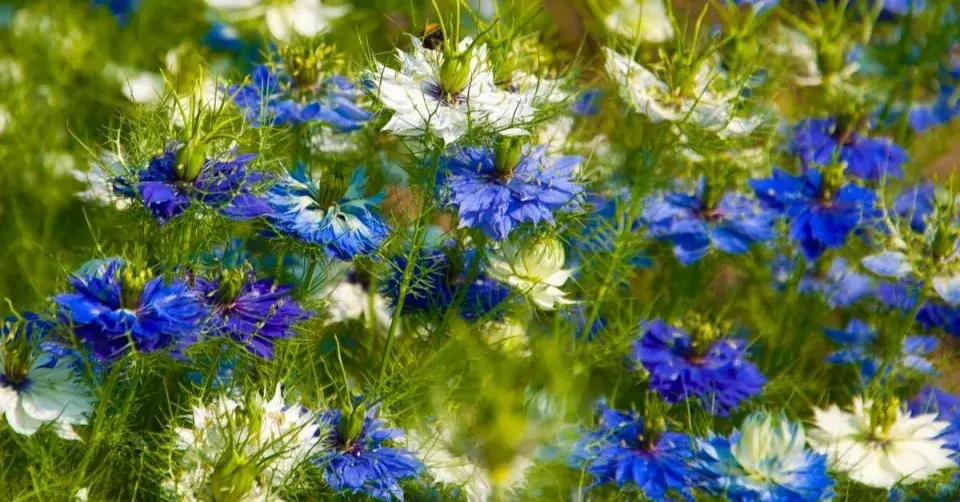 Černucha damašská (Nigella damascena)