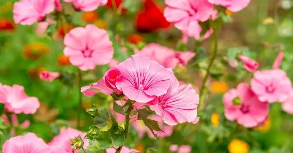 Slézovec tříměsíční (Lavatera trimestris)