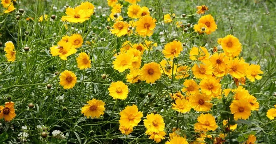Krásnoočko různolisté (Coreopsis basalis)