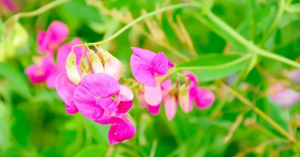 Hrachor vonný (Lathyrus odoratus)