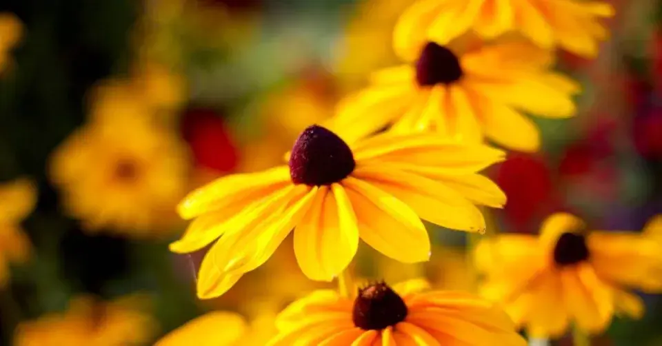 Třapatka srstnatá (Rudbeckia hirta)