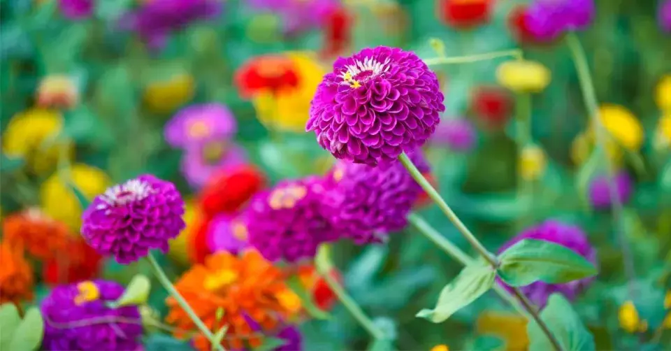 Ostálka sličná (Zinnia elegans)