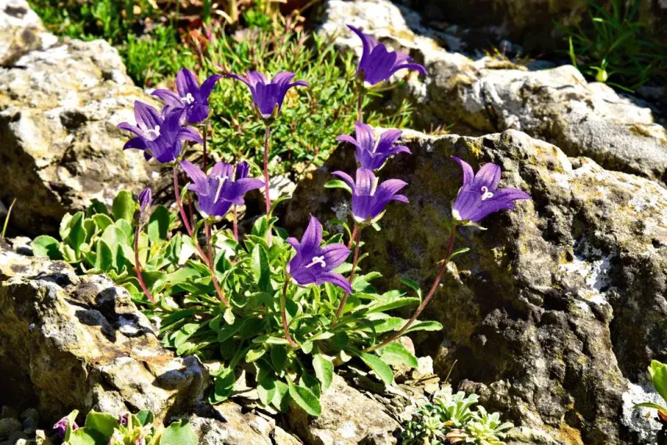 Zvonek chudobkolistý