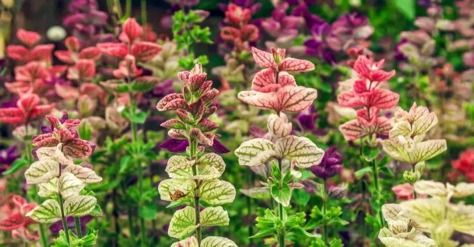 Šalvěj zelená (Salvia viridis)