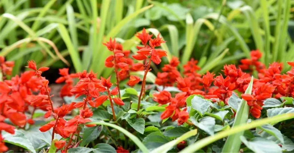 Šalvěj zářivá (Salvia splendens)