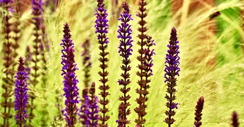 Šalvěj hajní (Salvia nemorosa)