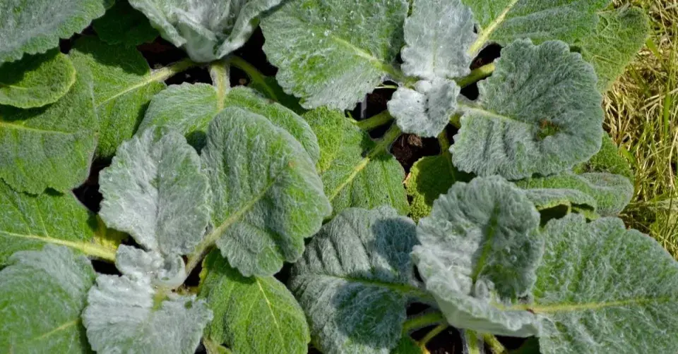 Šalvěj stříbrná (Salvia argentea)