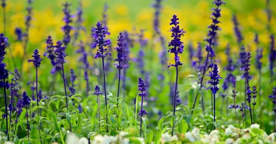 Šalvěj pomoučená (Salvia farinacea)