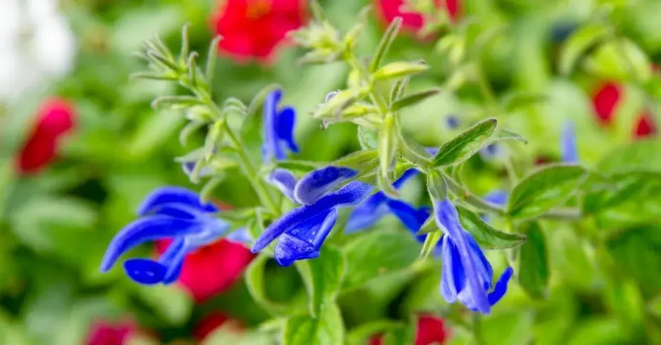 Šalvěj rozkladitá (Salvia patens)