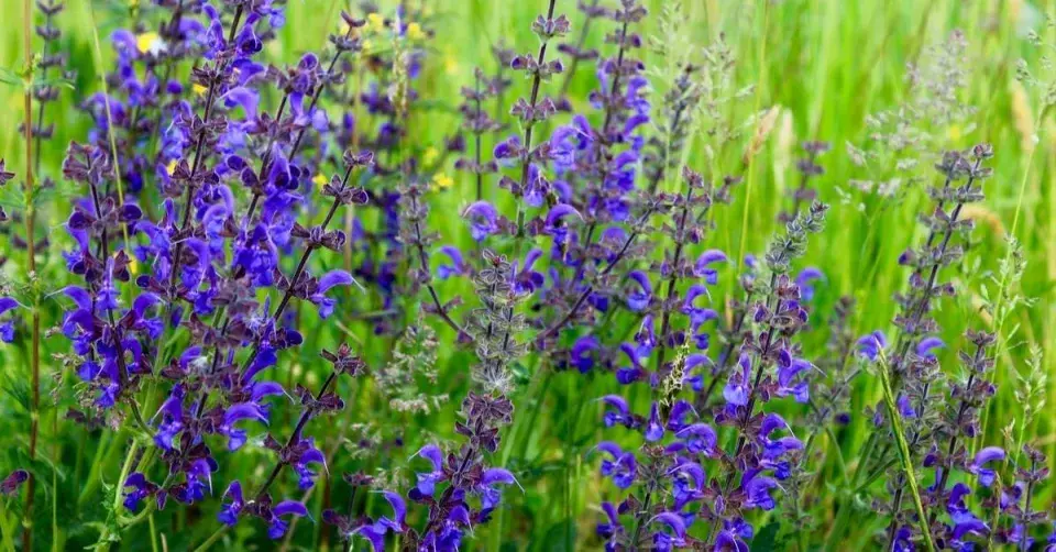 Šalvěj luční (Salvia pratensis)