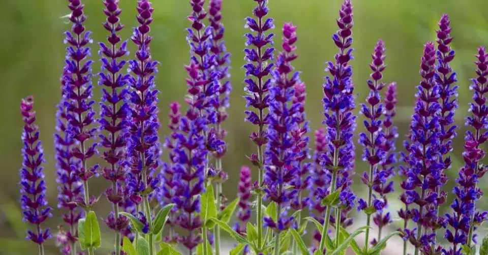 Šalvěj lékařská (Salvia officinalis)