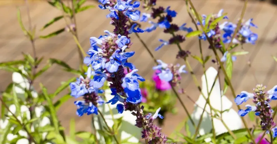 Šalvěj slatinná (Salvia uliginosa)