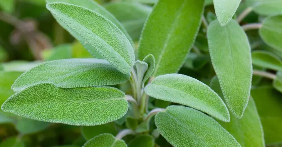 Šalvěj lékařská (Salvia officinalis)