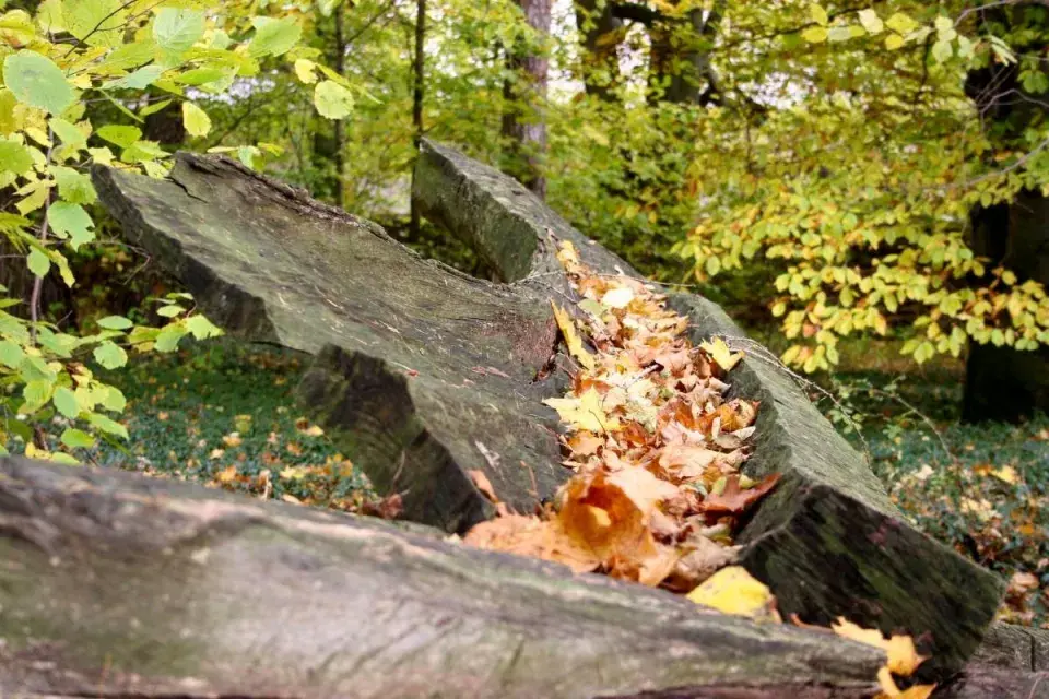 Plastika z padlé lípy