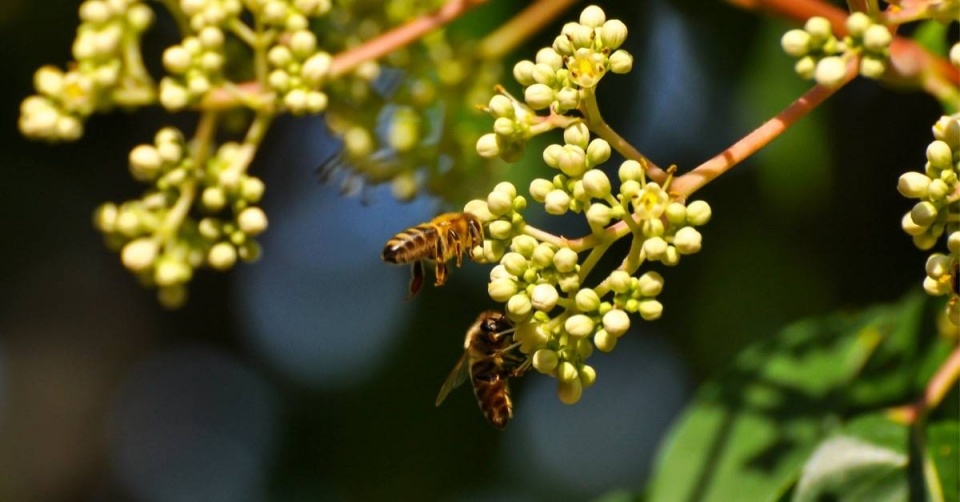 Včely na květech evodie