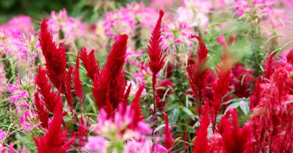 Nevadlec hřebenitý