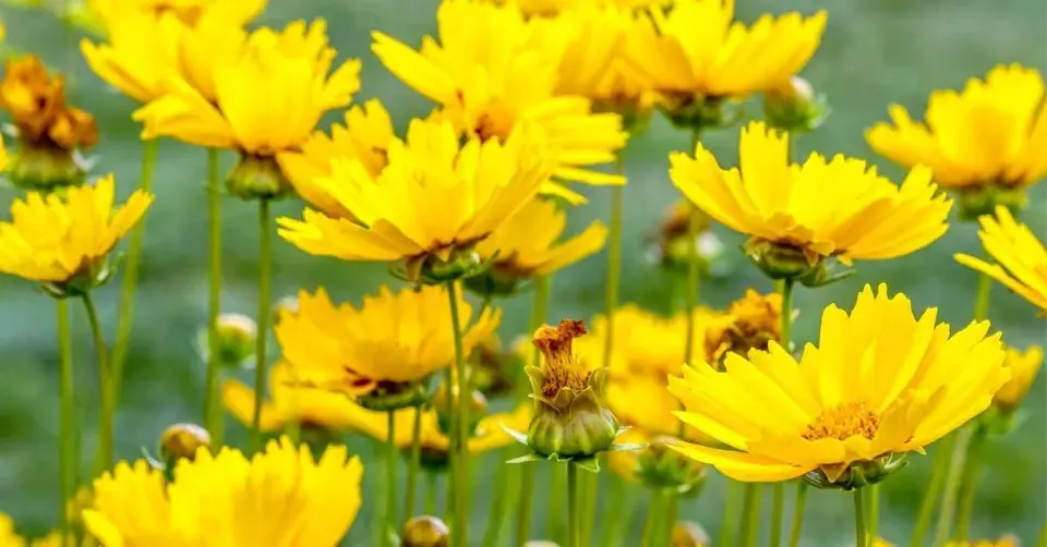 Krásnoočko velkokvěté