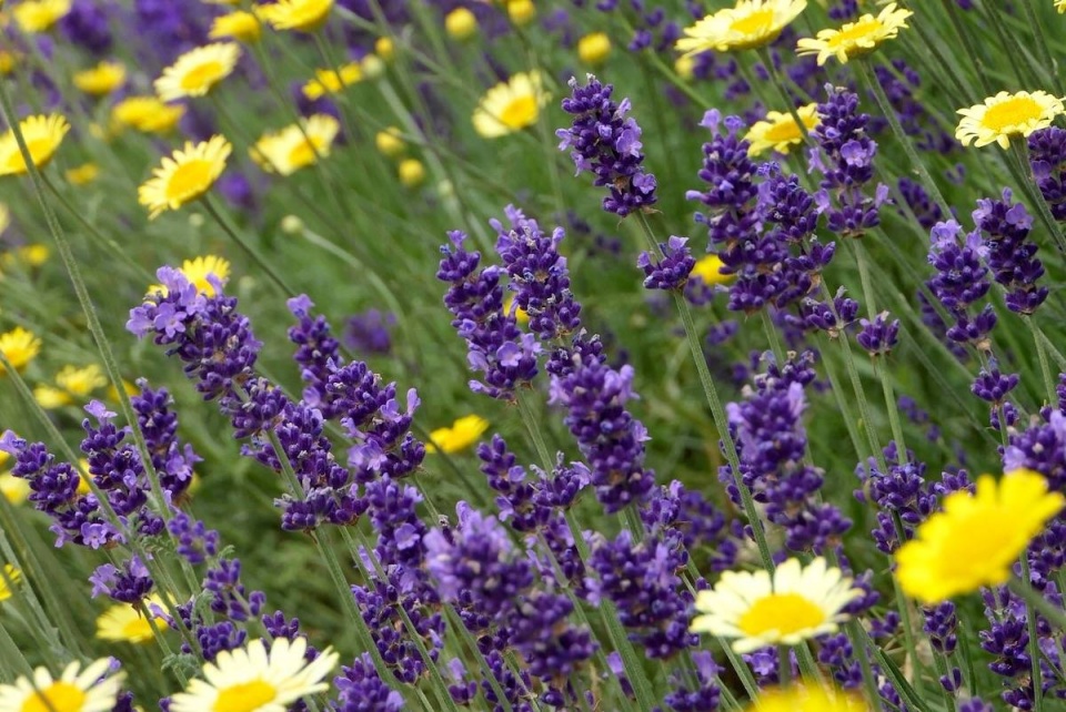 Levandule úzkolistá 'Hidcote Blue'