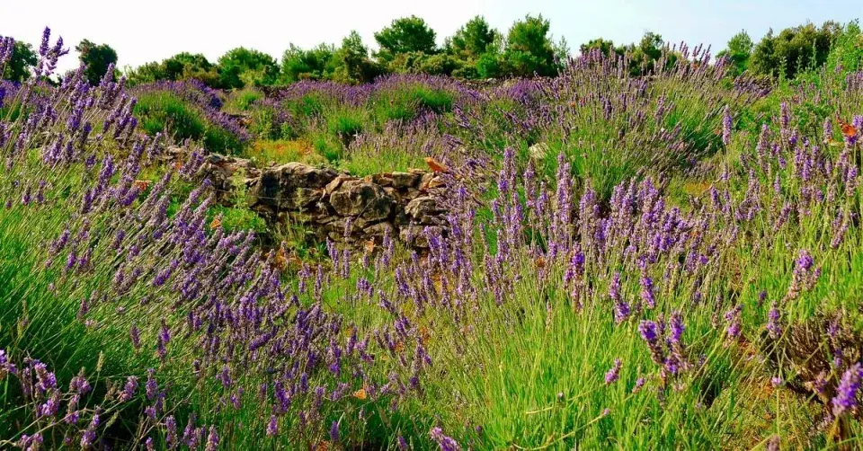 Levandule na Hvaru