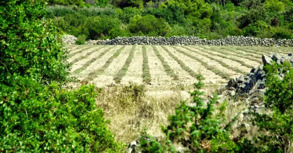 Nově založené levandulové pole