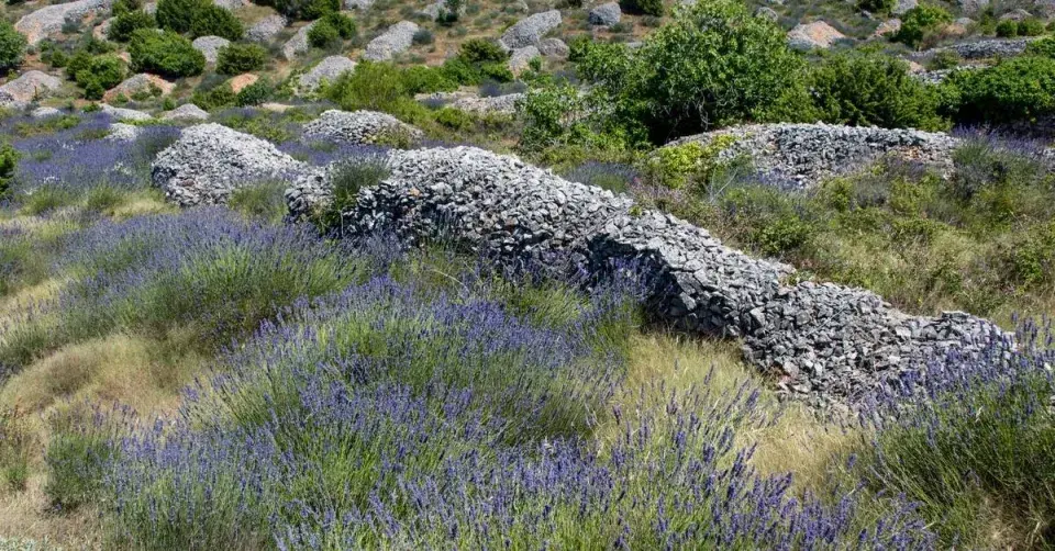 Levandule na Hvaru