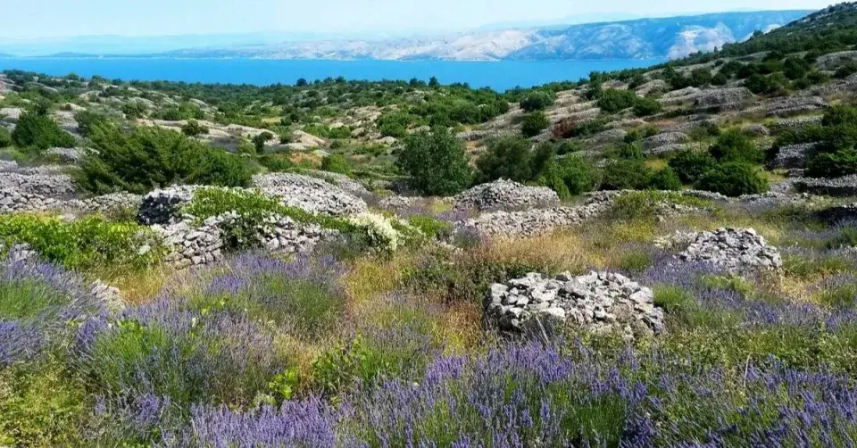 Levandule na Hvaru