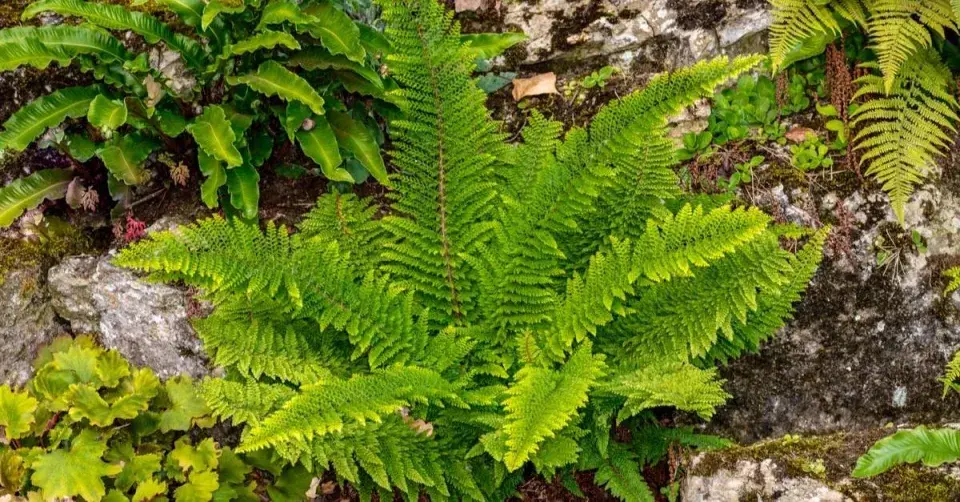 Kapradina osténkatá (Polystichum setiferum)