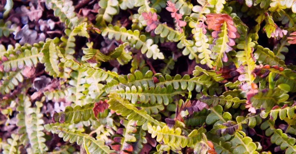 Žebrovice (Blechnum penna-marina)