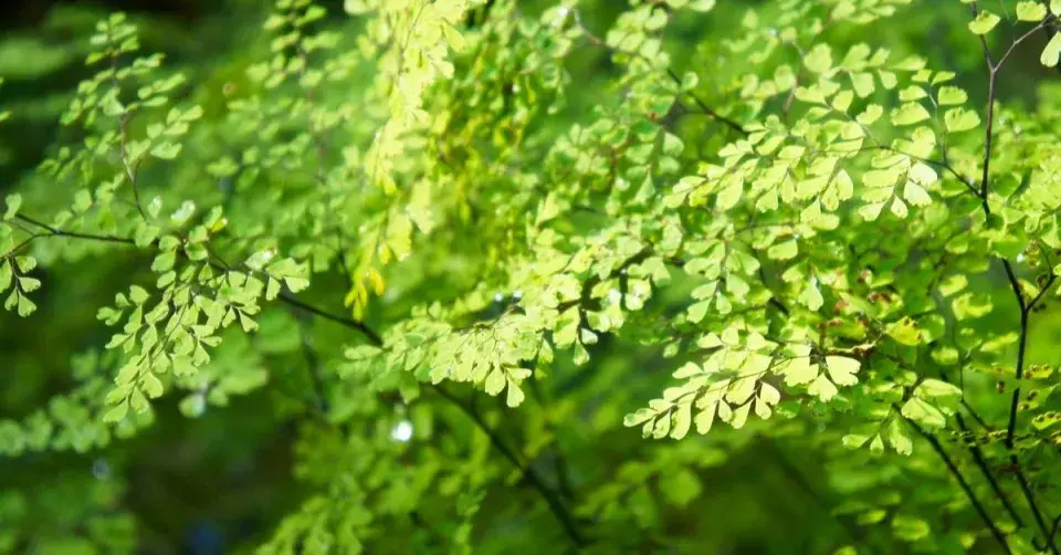 Netík půvabný (Adiantum venustum)