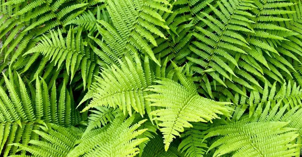 Kapraď samec (Dryopteris filix-mas)