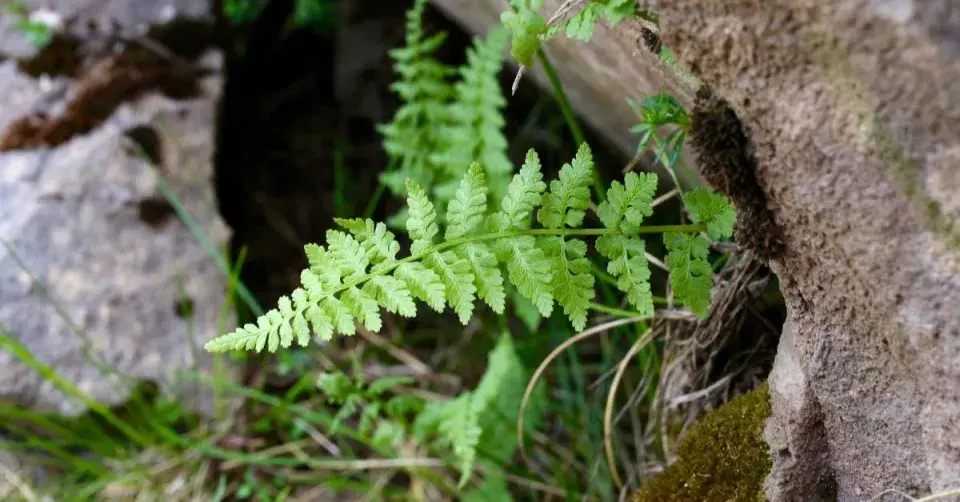 Puchýřník křehký (Cystopteris fragilis)
