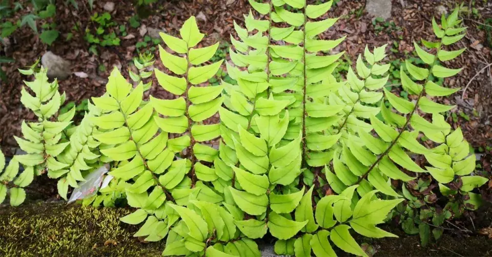 Srpovice Fortuneova (Cyrtomium fortunei)