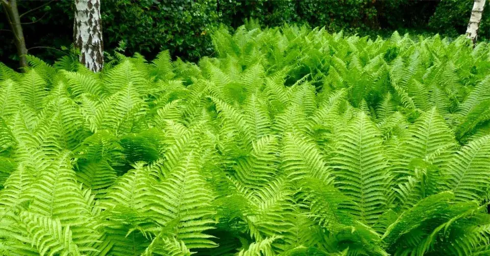 Papratka samičí (Athyrium filix-femina)