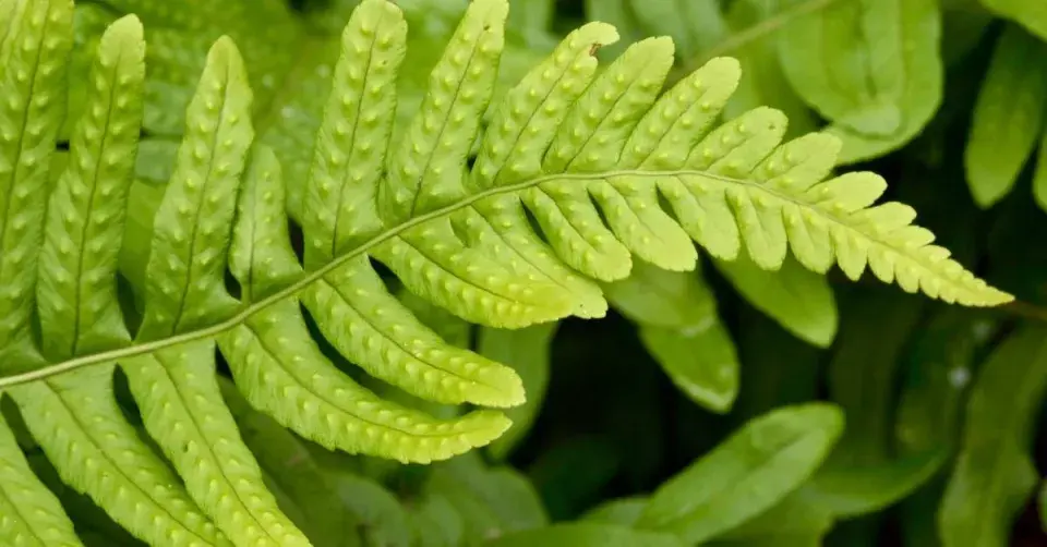 Osladič obecný (Polypodium vulgare)