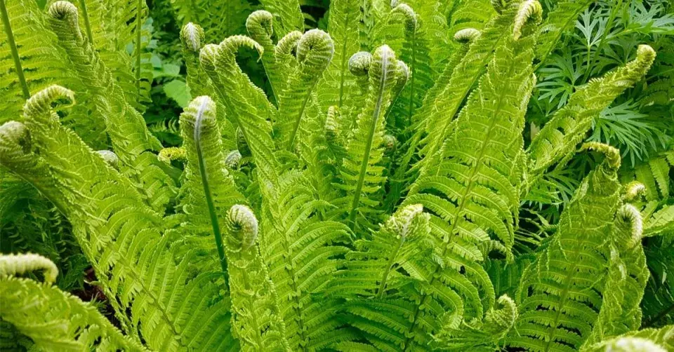 Pérovník pštrosí (Matteuccia struthiopteris)