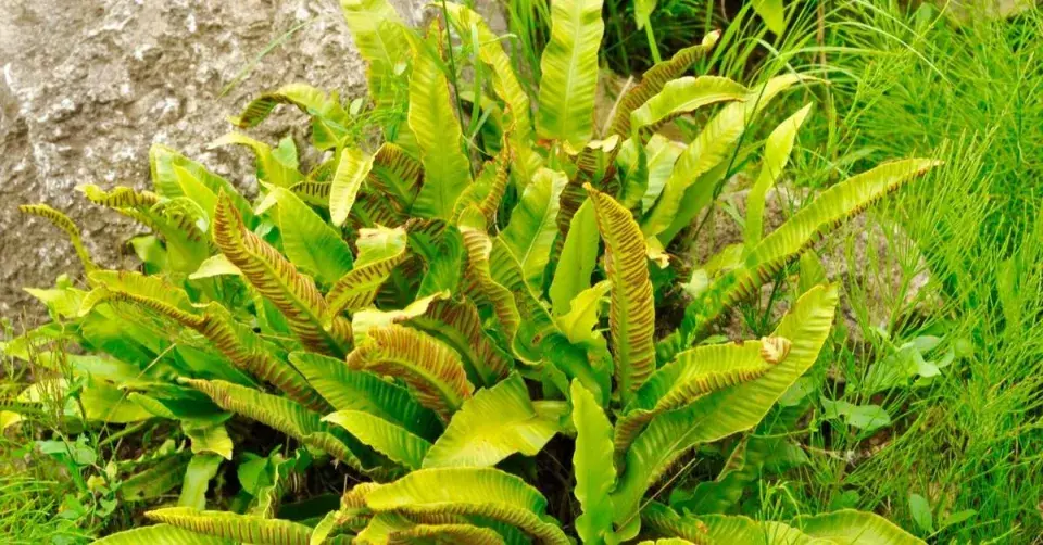 Jelení jazyk (Phyllitis scolopendrium)