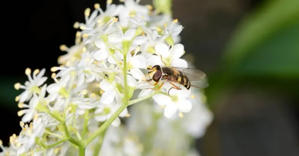 Pestřenka na bezovém květu